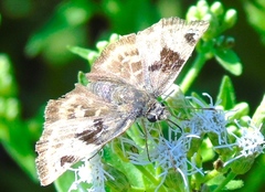 Arteurotia tractipennis