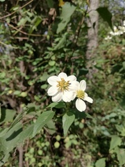 Montanoa frutescens