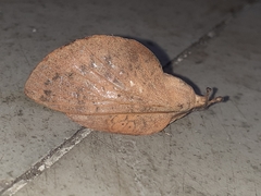 Gastropacha