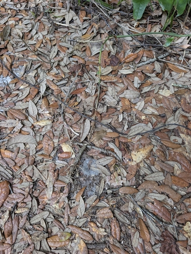 Florida Brownsnake