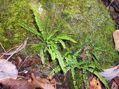 Asplenium trichomanes quadrivalens