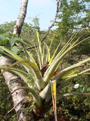 Tillandsia cucaensis