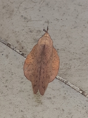 Gastropacha