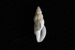 Guraleus pictus