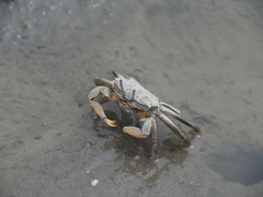 Macrophthalmus banzai