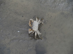 Macrophthalmus banzai