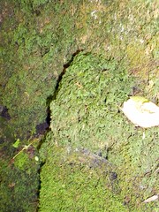 Thamnobryum alleghaniense