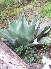 Agave ovatifolia