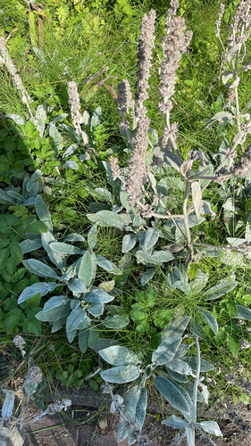 Наблюдение на iNaturalist