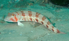 Parapercis nebulosa