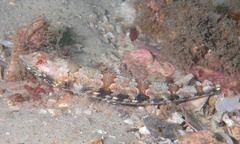 Synodus rubromarmoratus