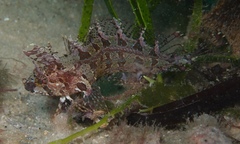 Heteroclinus roseus
