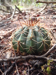 Melocactus curvispinus