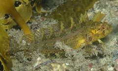Heteroclinus roseus