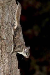 Glaucomys volans