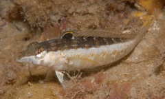 Parapercis australis