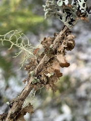 Tuckermanopsis americana