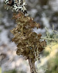 Tuckermanopsis americana