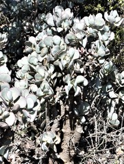 Crassula arborescens