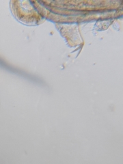 Chydorus
