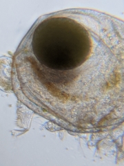 Chydorus