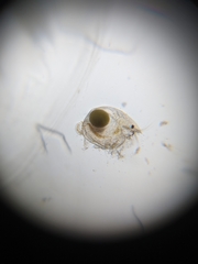 Chydorus