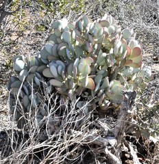 Crassula arborescens