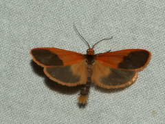 Scoliacma bicolora