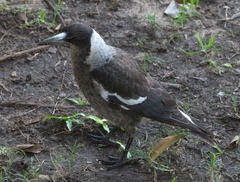 Gymnorhina tibicen