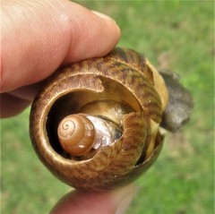 Cochlitoma granulata