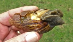 Cochlitoma granulata