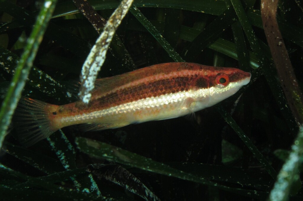 Doderlein's Wrasse