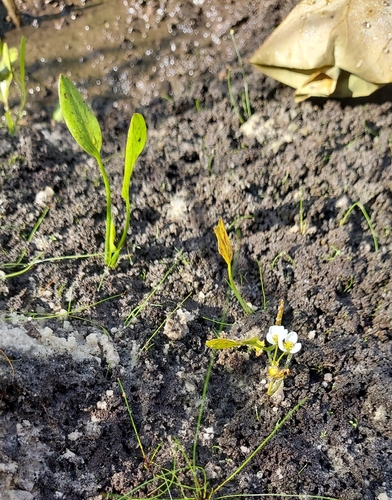 Sagittaria filiformis, photograph 5