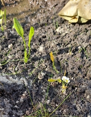 Sagittaria filiformis, photograph (c) Athena Philips, some rights reserved (CC BY)
