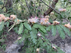 Senegalia polyphylla