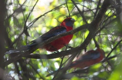 Platycercus elegans elegans