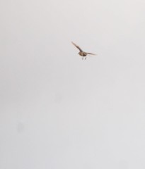 Cincloramphus cruralis