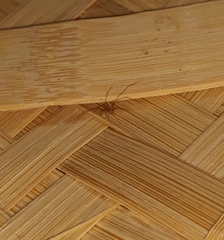 Spermophora senoculata