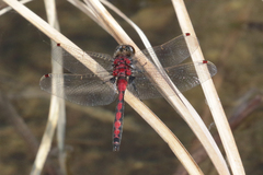 Leucorrhinia borealis