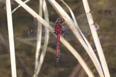Leucorrhinia borealis