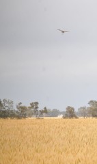 Cincloramphus cruralis