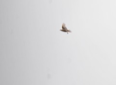 Cincloramphus cruralis