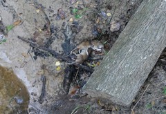 Geomys breviceps