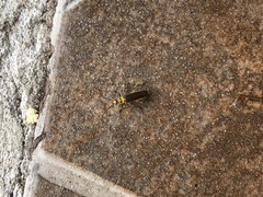 Chauliognathus sticticus