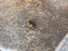 Chauliognathus sticticus