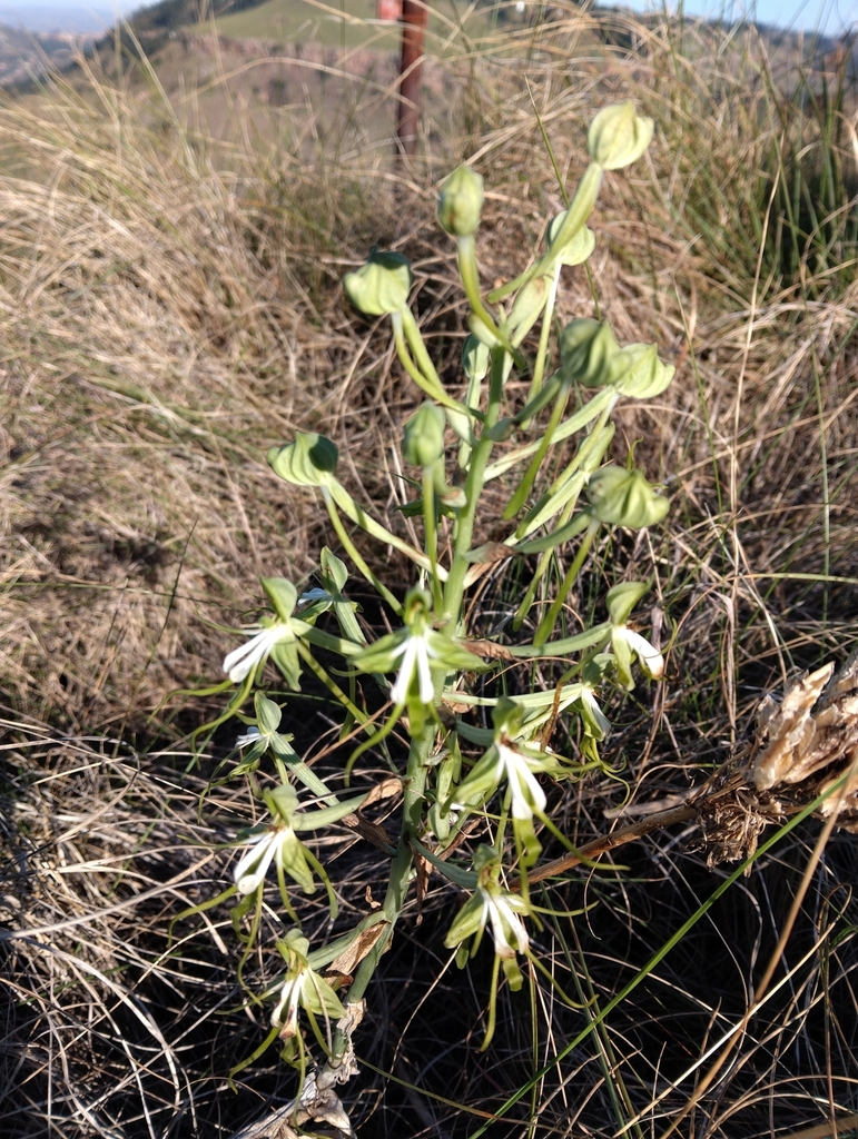 Bonatea porrecta