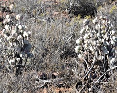 Crassula arborescens