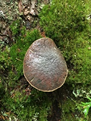 Xerocomellus zelleri