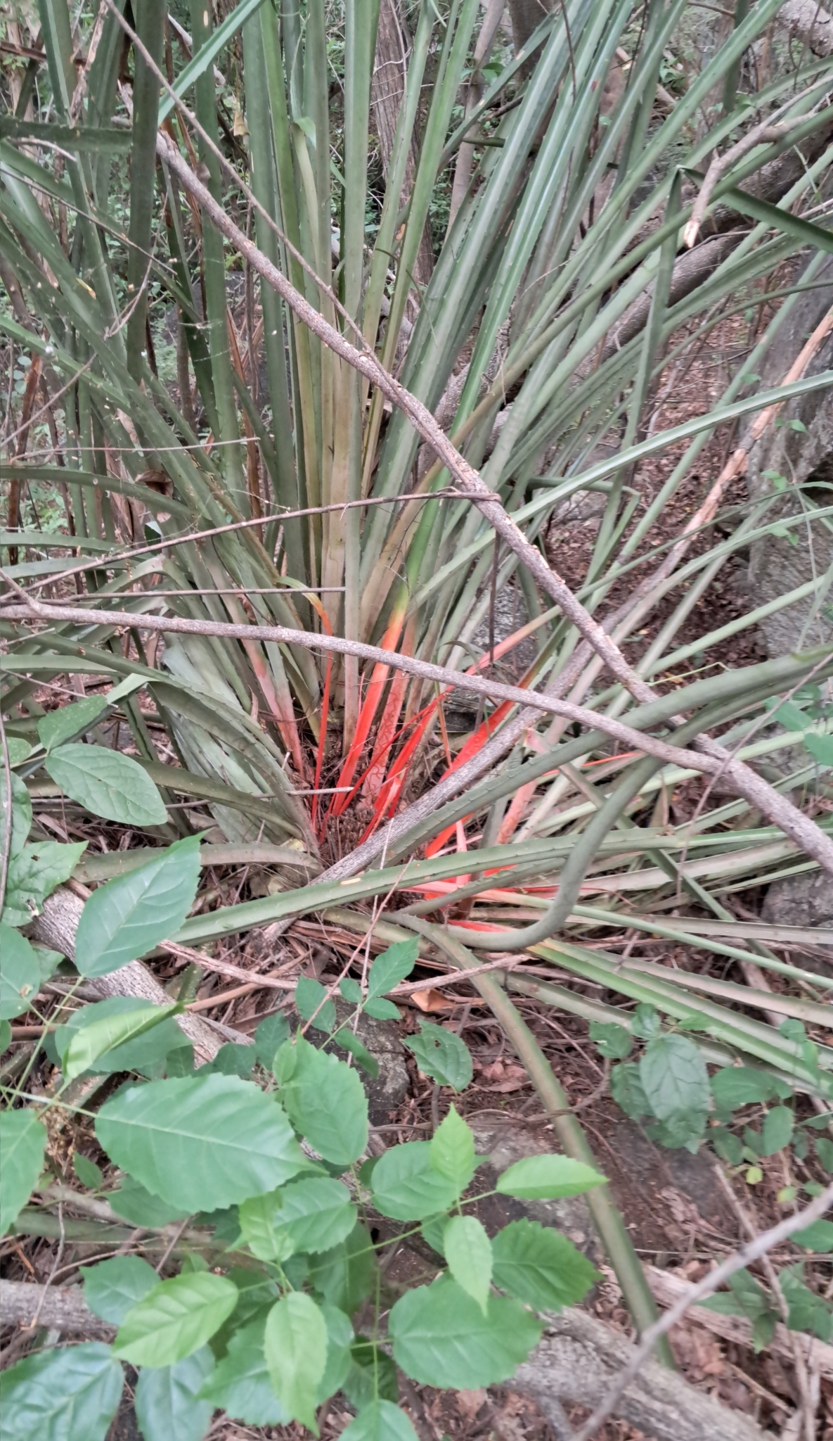 Bromelia grandiflora