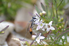 Podalonia tydei suspiciosa